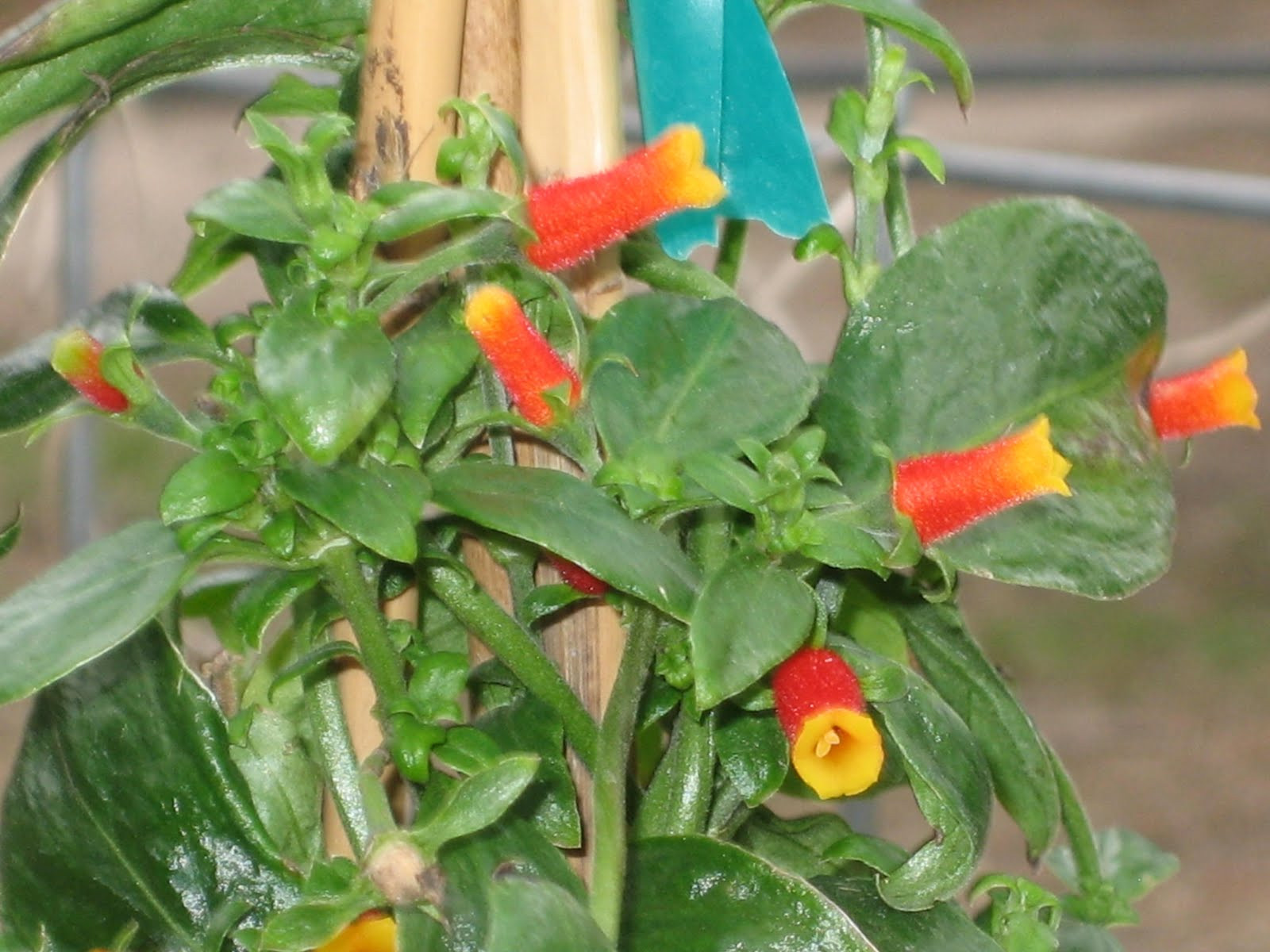 Candy Corn Vine
 Lisa Bonassin s Garden What s Blooming Now Candy Corn