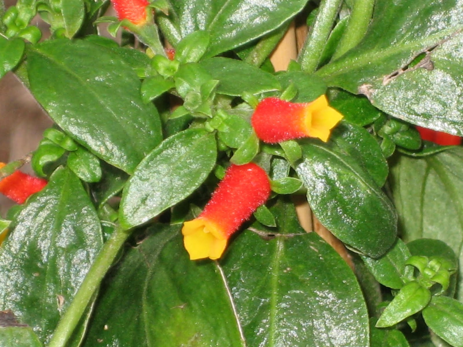 Candy Corn Vine
 Lisa Bonassin s Garden What s Blooming Now Candy Corn