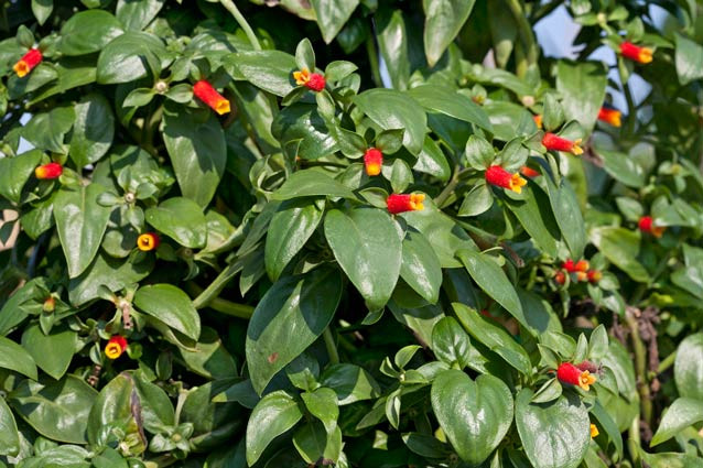 Candy Corn Vine
 Vines Dress Up the Landscape • GreenView Fertilizer