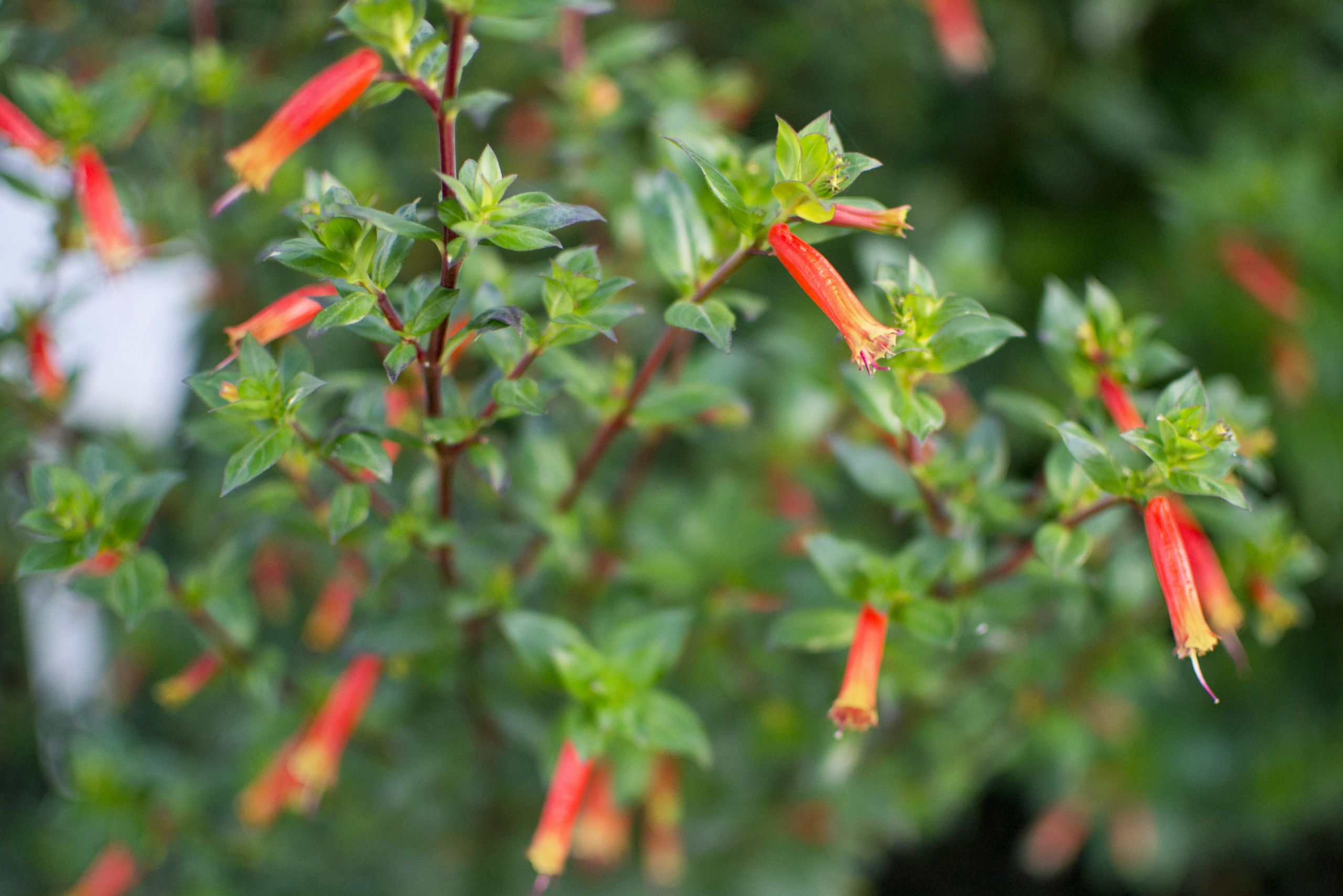 Candy Corn Vine
 Candy Corn Plant Care Home Guides