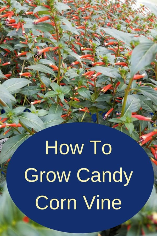 Candy Corn Vine
 Growing Candy Corn Vine Manettia Inflata