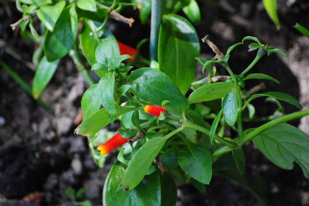 Candy Corn Vine
 Manettia Vine Care How To Grow A Candy Corn Vine