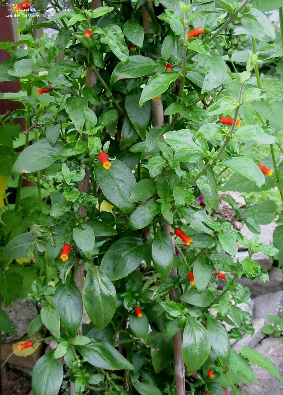 Candy Corn Vine
 PlantFiles Cigar Flower Firecracker Vine Candy