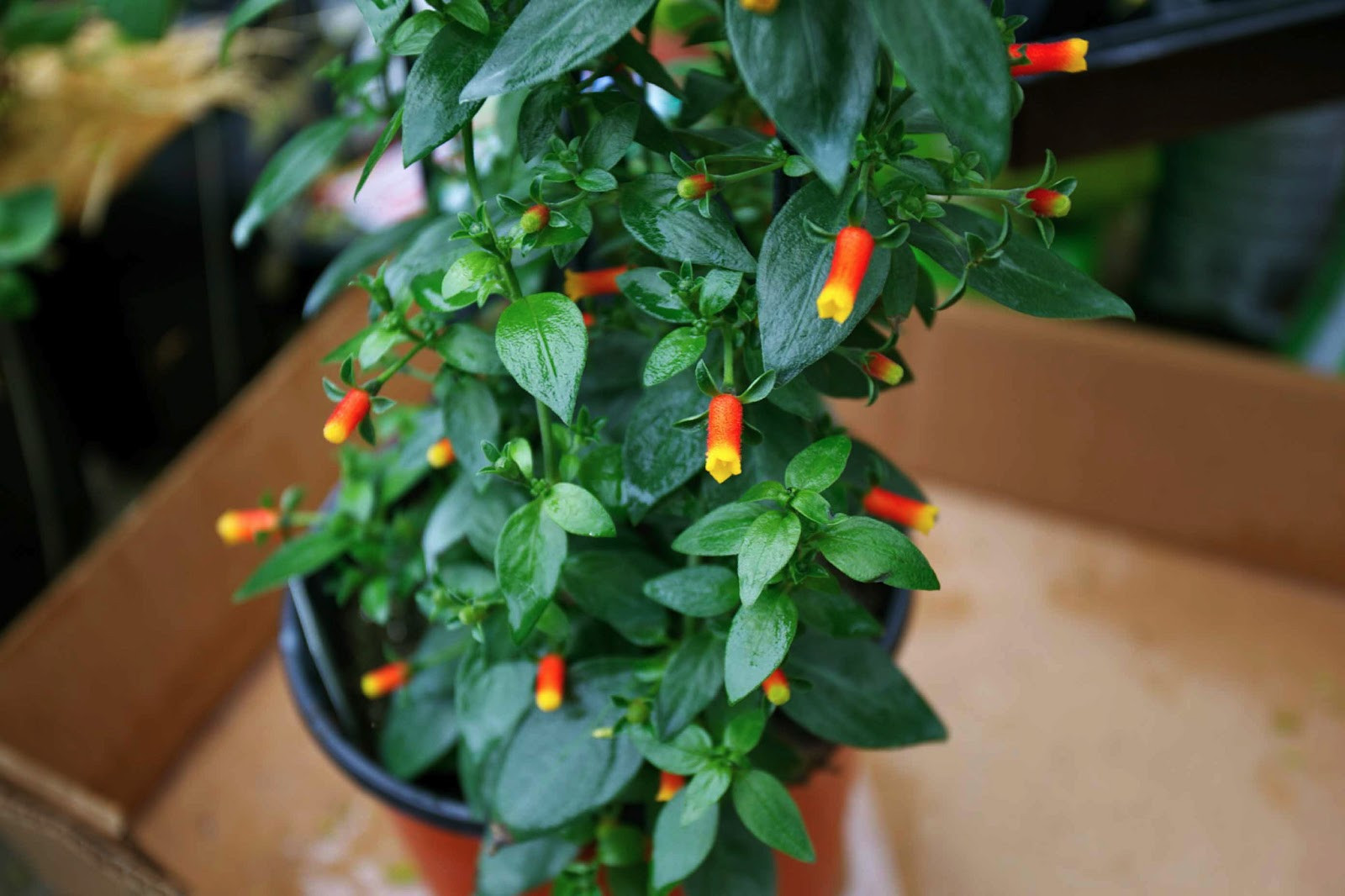 Candy Corn Vine
 Planting the Flower Pots