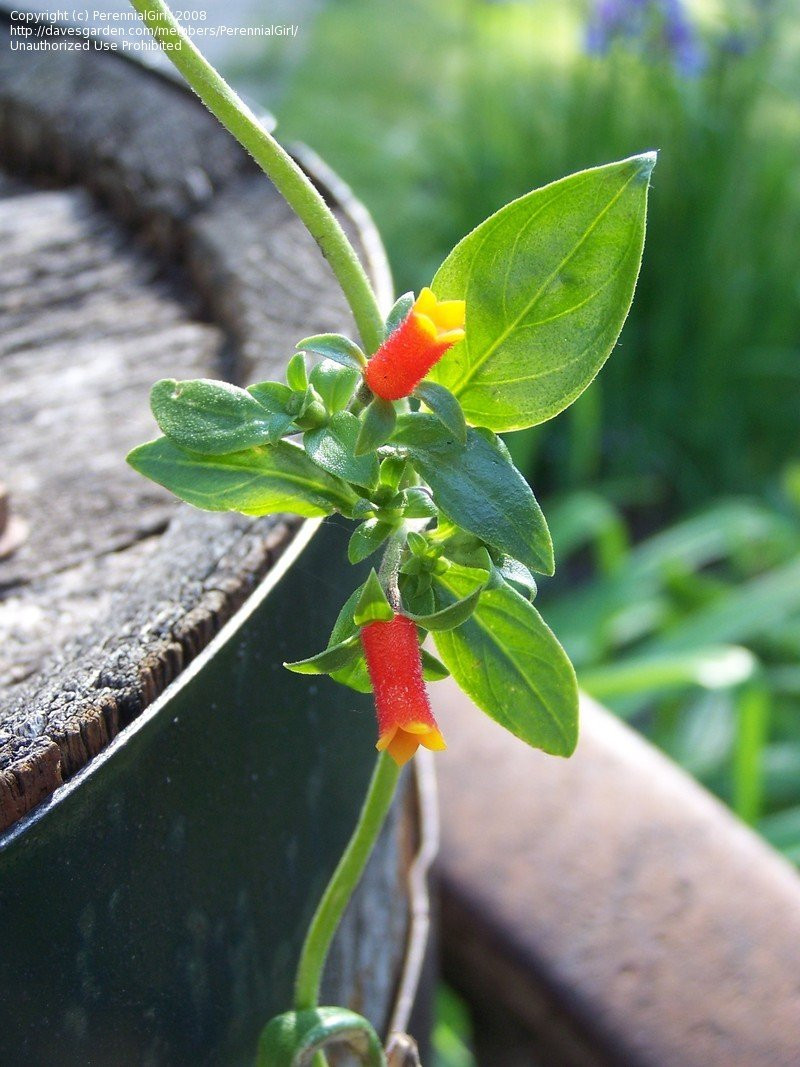 Candy Corn Vine
 PlantFiles Cigar Flower Firecracker Vine Candy