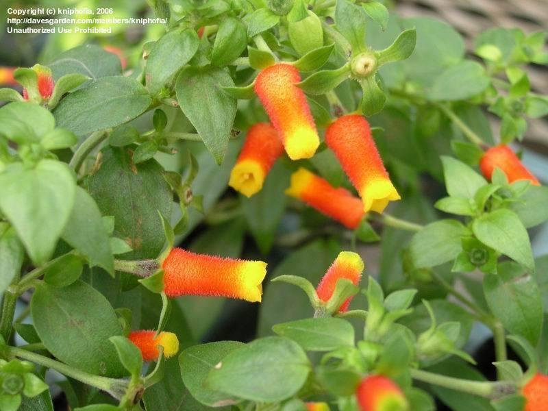 Candy Corn Vine
 PlantFiles Cigar Flower Firecracker Vine Candy