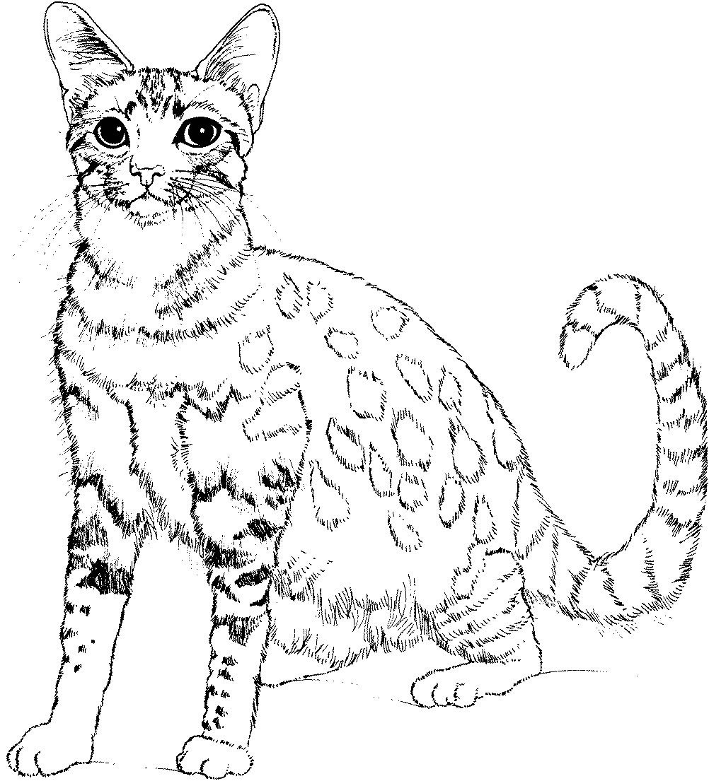 Cat Coloring Pages For Kids
 Cat to color for kids Cats Kids Coloring Pages
