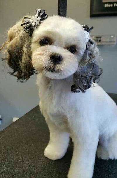 Cool Dog Haircuts
 10 Maltese Haircuts & Hairstyles – Pet Lover Pro Blog