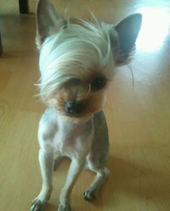 Cool Dog Haircuts
 190 best images about Yorkie hairdo on Pinterest