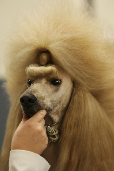 Cool Dog Haircuts
 Cool Dog hairstyles