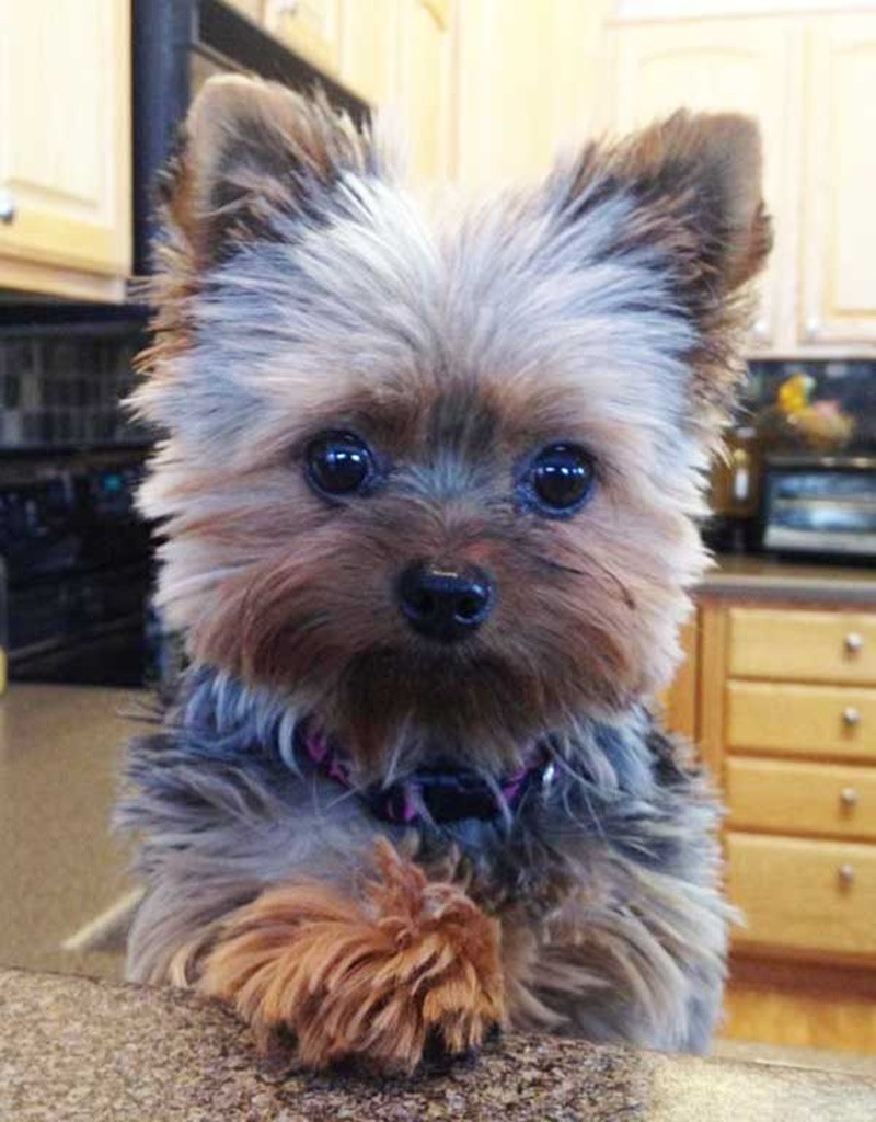 Cool Dog Haircuts
 125 Yorkie Haircuts Make your dog look super cute