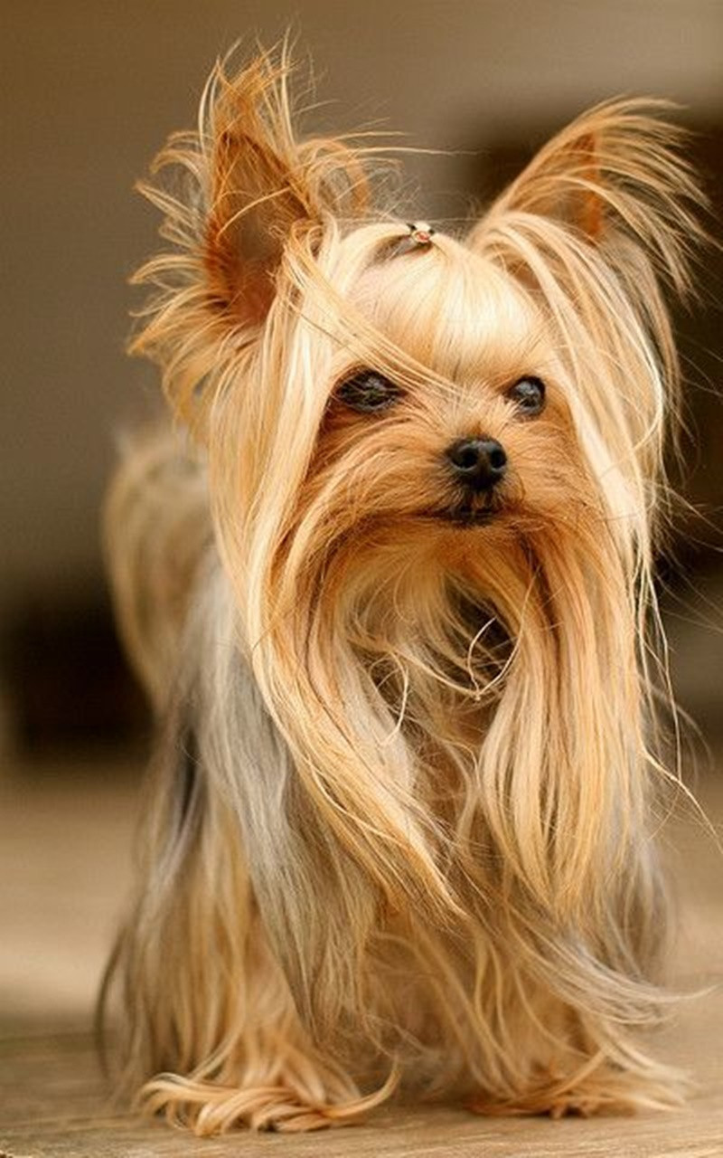 Cool Dog Haircuts
 125 Yorkie Haircuts Make your dog look super cute