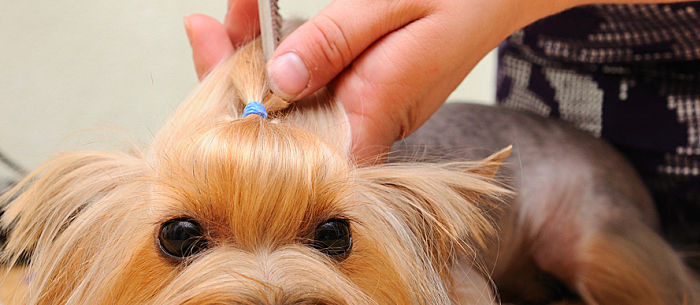 Cool Dog Haircuts
 15 Funniest Dog Haircuts Care munity