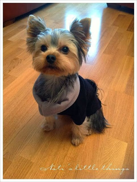 Cool Dog Haircuts
 1307 best Yorkie Love images on Pinterest