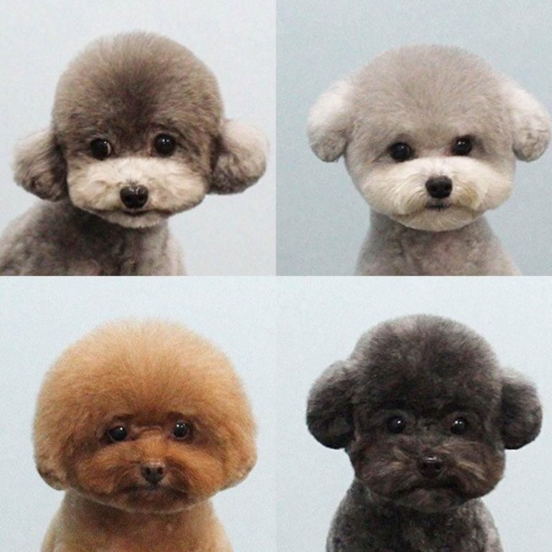 Cool Dog Haircuts
 140 Poodle Haircuts Your Pet Will Definitely Love