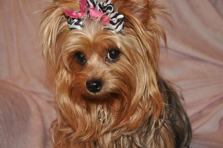 Cool Dog Haircuts
 Yorkie Haircuts Coolest Yorkshire Terrier Haircuts