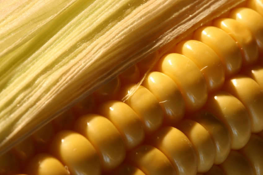Corn Fiber Content
 Corn Fiber – NutraWiki