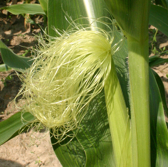 Corn Fiber Content
 Corn fiber – an exciting addition to the world of fabrics