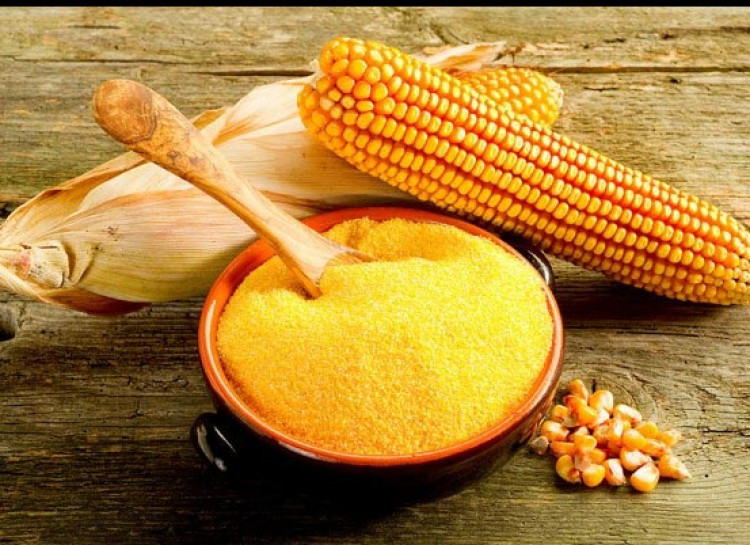 Corn Gluten Meal
 Maize Gluten or Corn Gluten Exporter from India