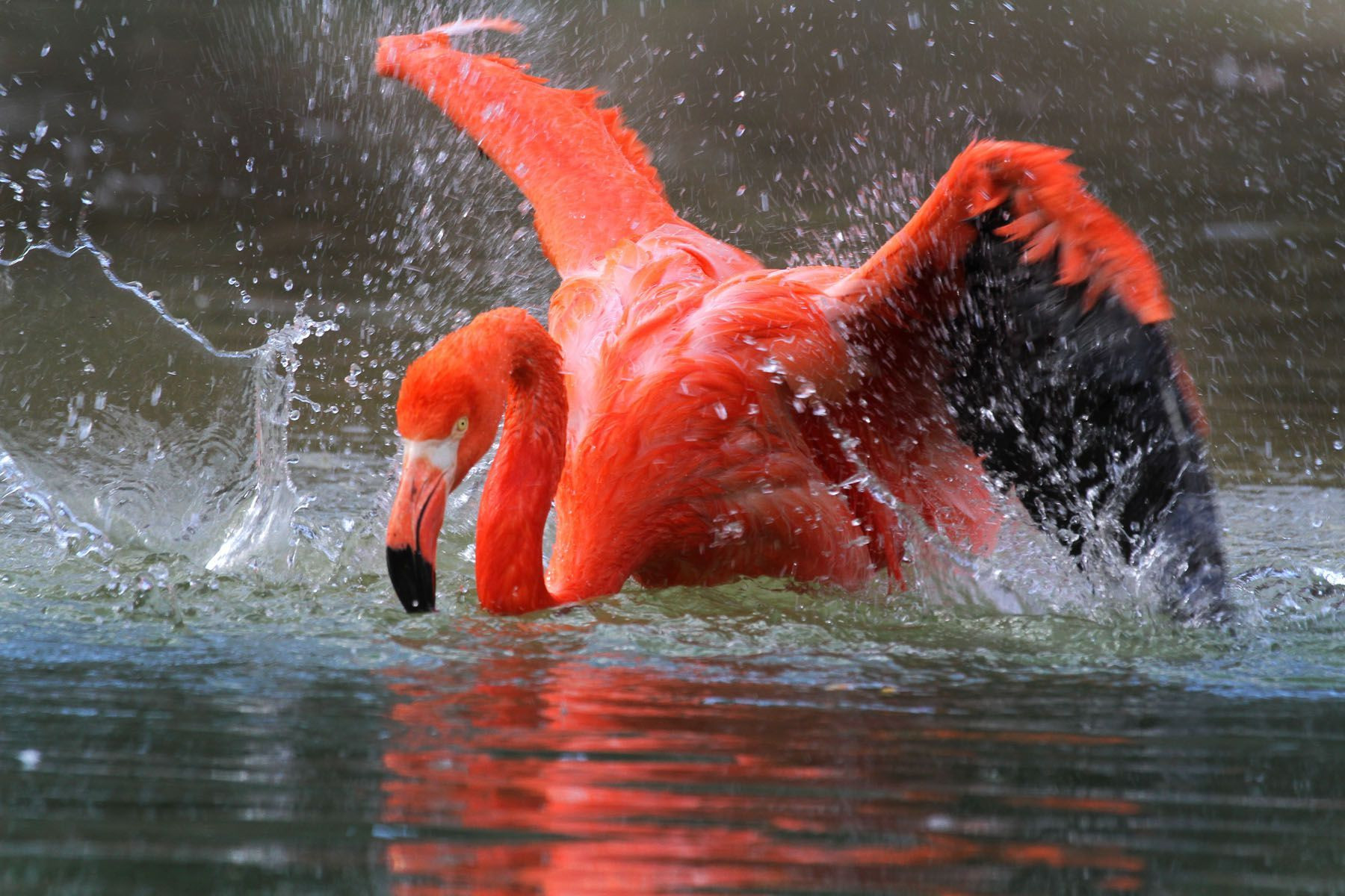Dallas Zoo Birthday Party
 Image result for dallas zoo buster flamingo