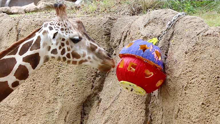 Dallas Zoo Birthday Party
 It’s Party Time At The Dallas Zoo As Giraffe ‘Kopano