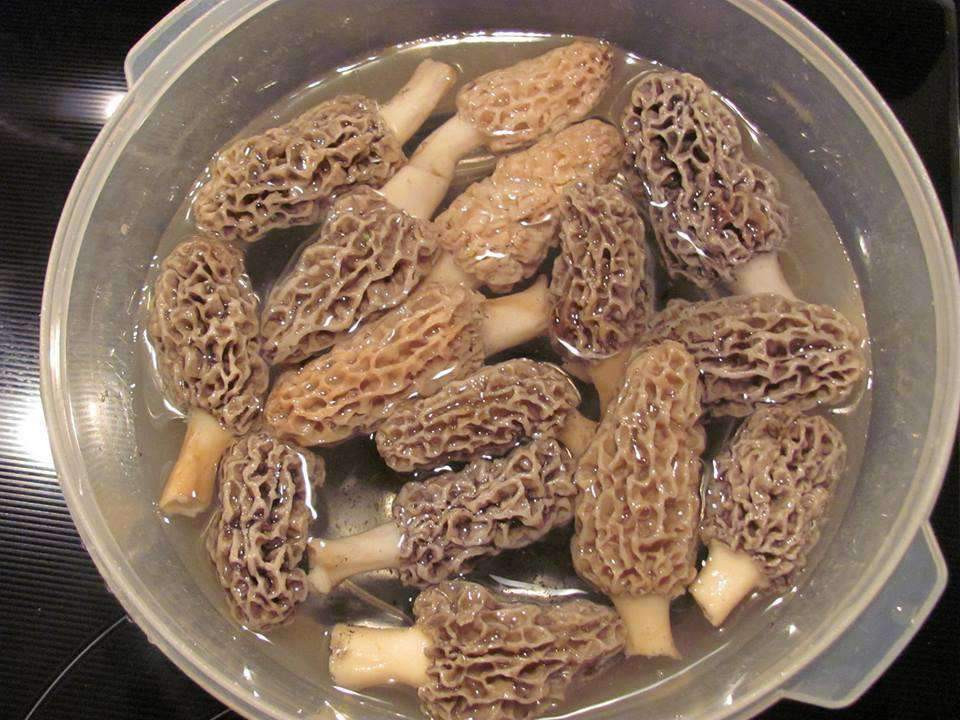 Dehydrating Morel Mushrooms
 Forest Glory Dried Morel Mushrooms st Site on