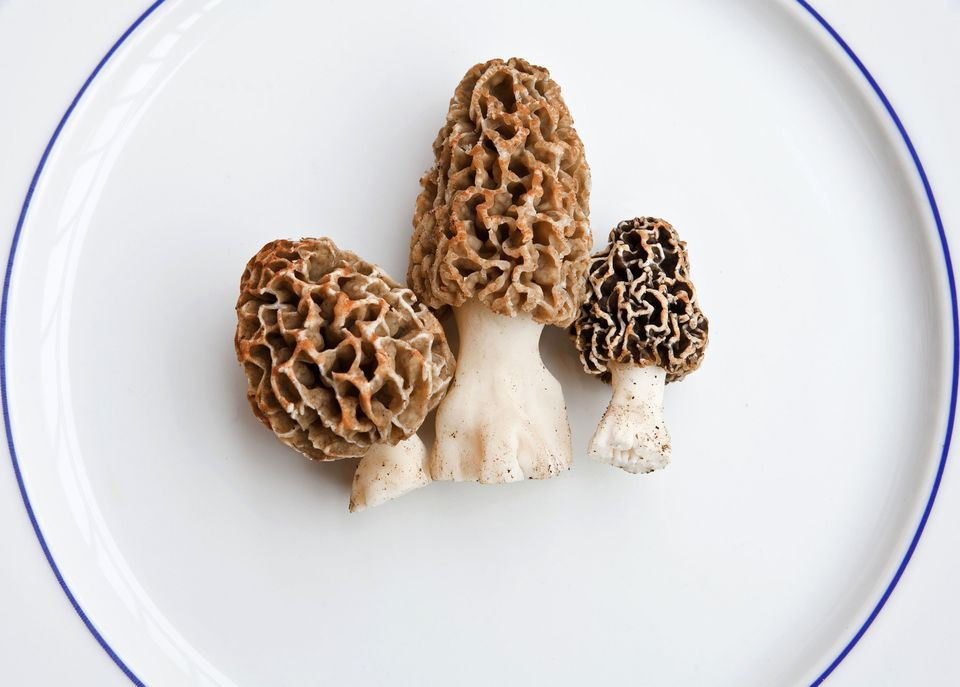 Dehydrating Morel Mushrooms
 Dried Morel Mushrooms Recipe Using a Dehydrator