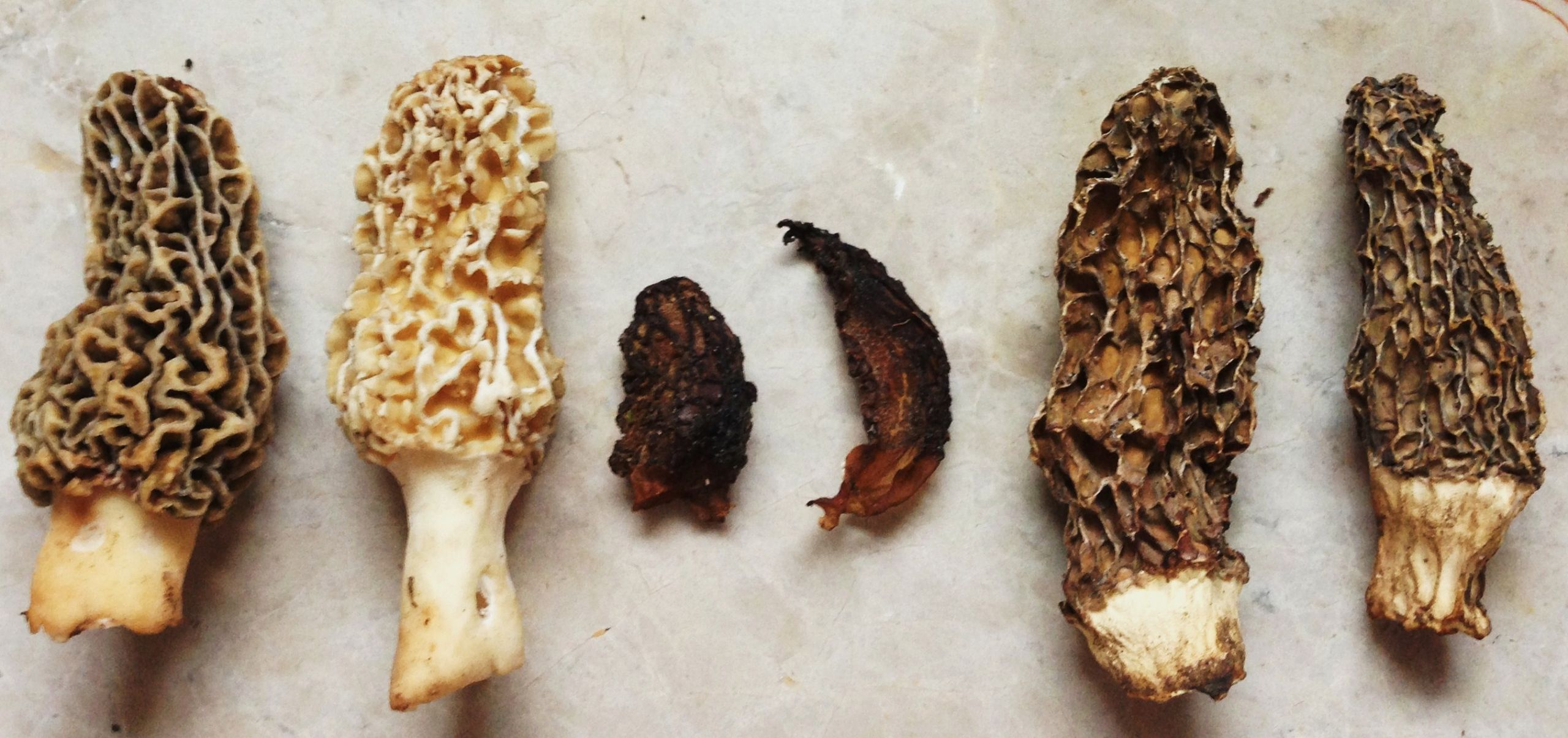 Dehydrating Morel Mushrooms
 How to Dry or Dehydrate Wild Mushrooms