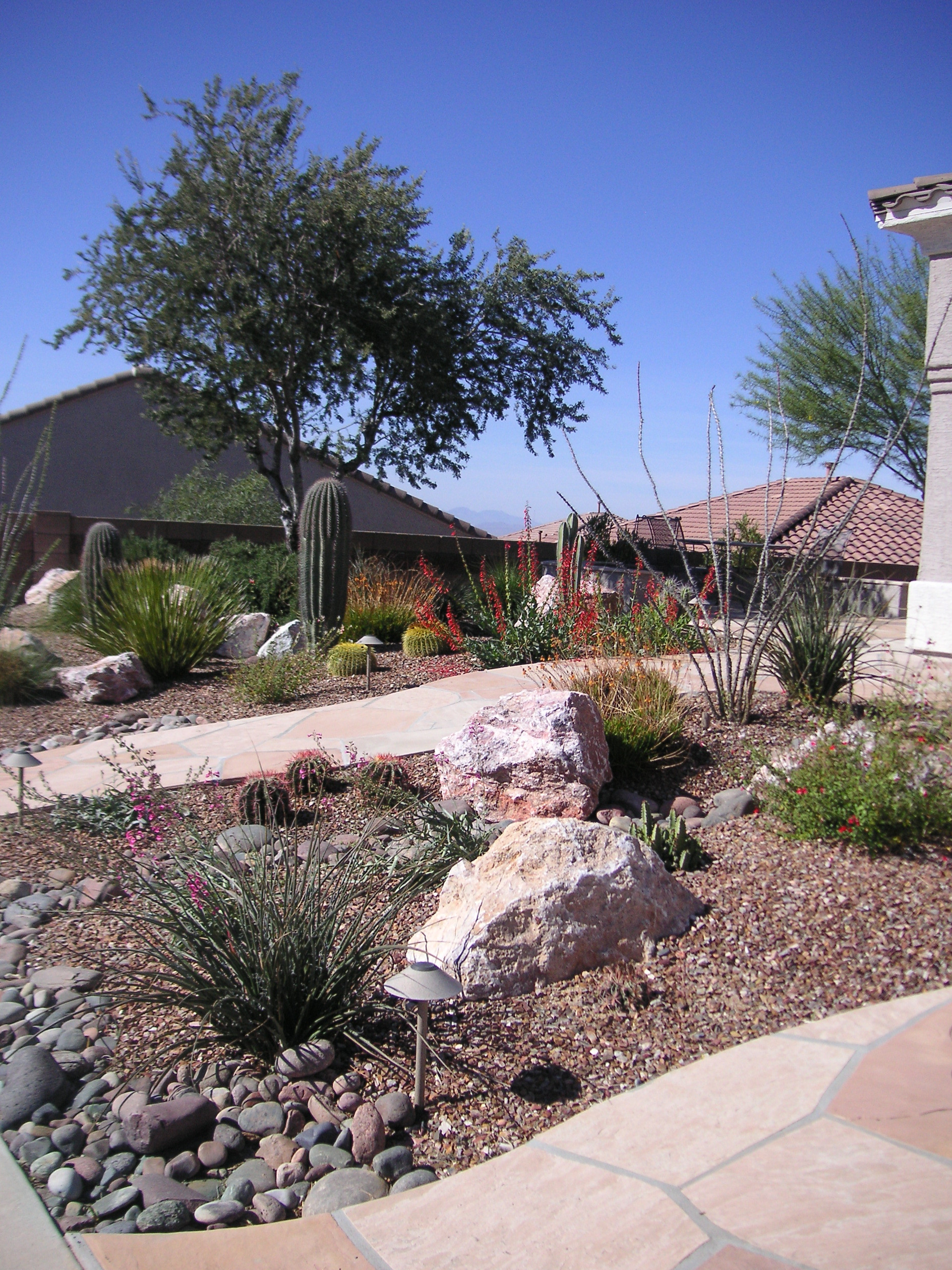 Desert Landscape Design
 desert plants