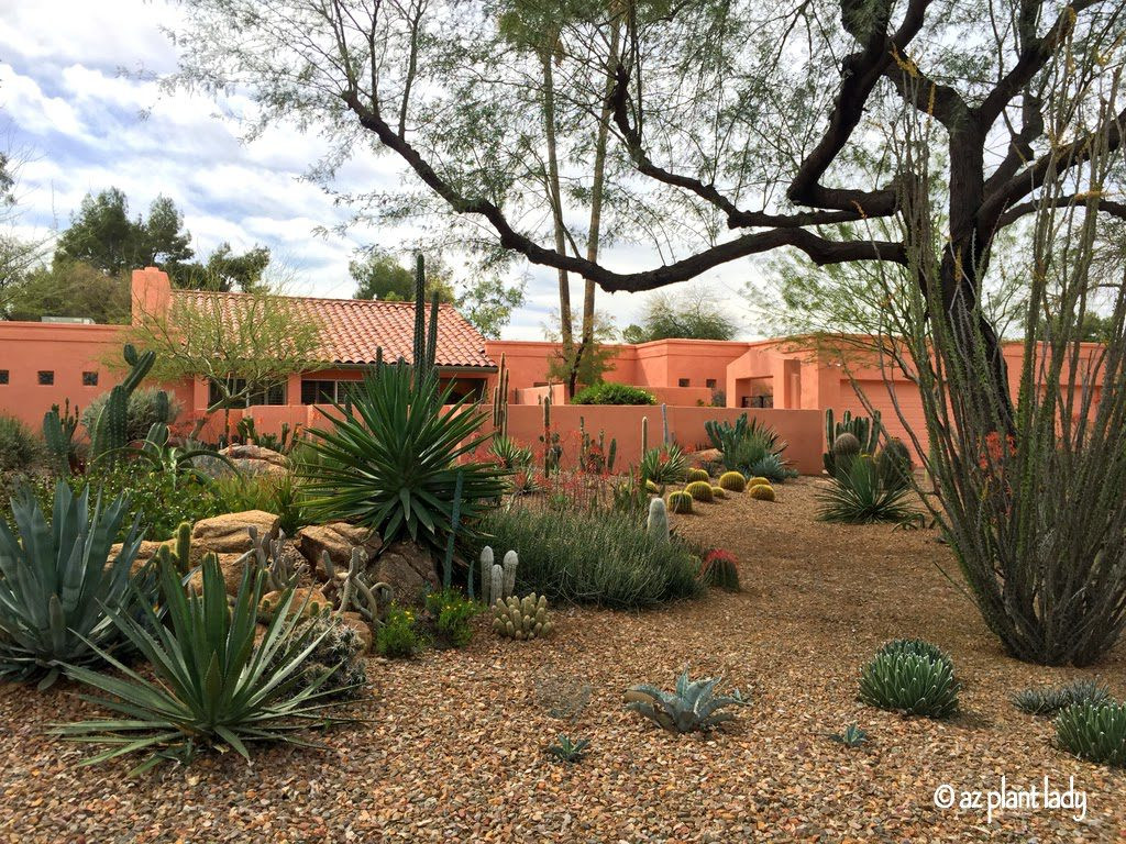 Desert Landscape Design
 Great Landscape Design Drought Tolerant and Beautiful