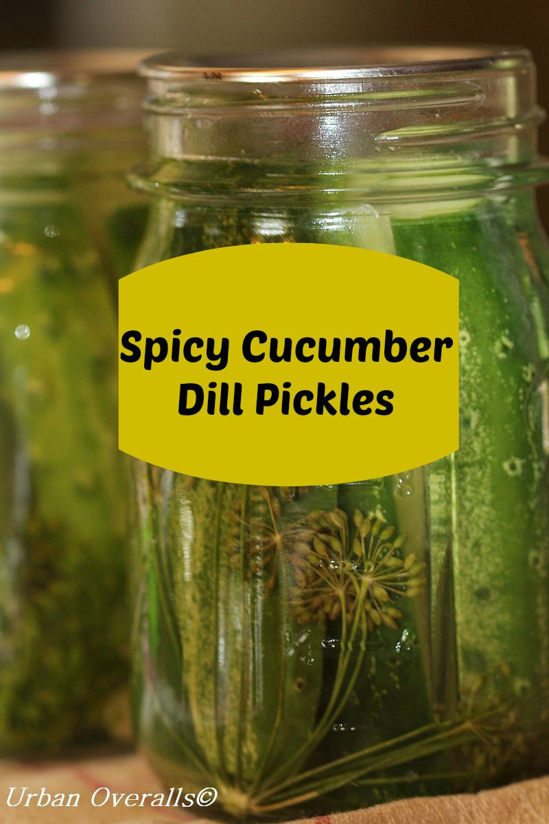 Dill Pickles Recipe For Canning
 Spicy Cucumber Dill Pickles • Urban Overalls