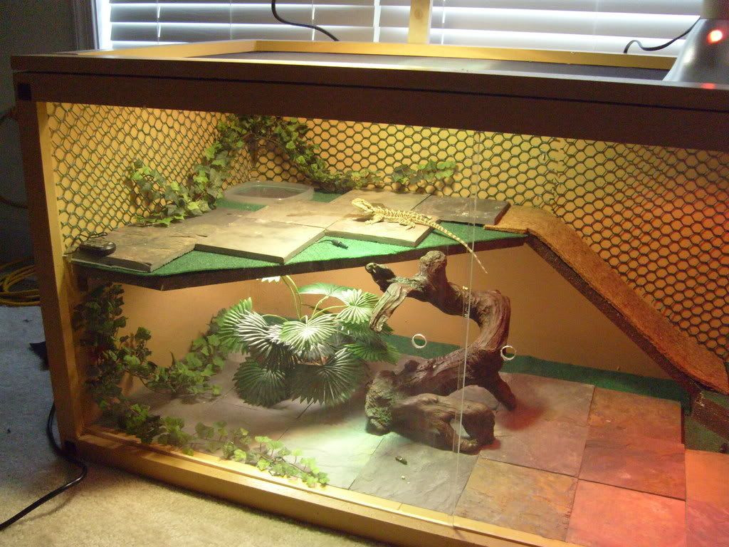 DIY Bearded Dragon Decor
 Bearded Dragon Habitat 4 meowlogy