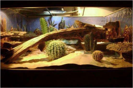 DIY Bearded Dragon Decor
 30 DIY Bearded Dragon Terrarium Ideas That Are Absolutely