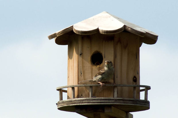 DIY Birdhouses For Kids
 3 Easy DIY Projects for You and Your Kids