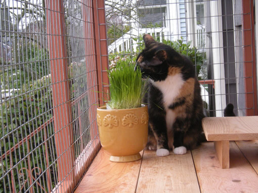 DIY Cat Window Box
 DIY Catio Plan The Window Box™ Catio Plans