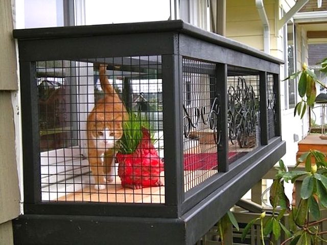 DIY Cat Window Box
 Every full time indoor cat should have a window box at