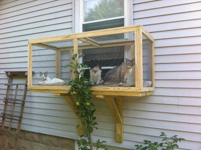 DIY Cat Window Box
 Pin on animals