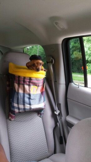 DIY Dog Booster Seat
 DIY dog carseat backpack
