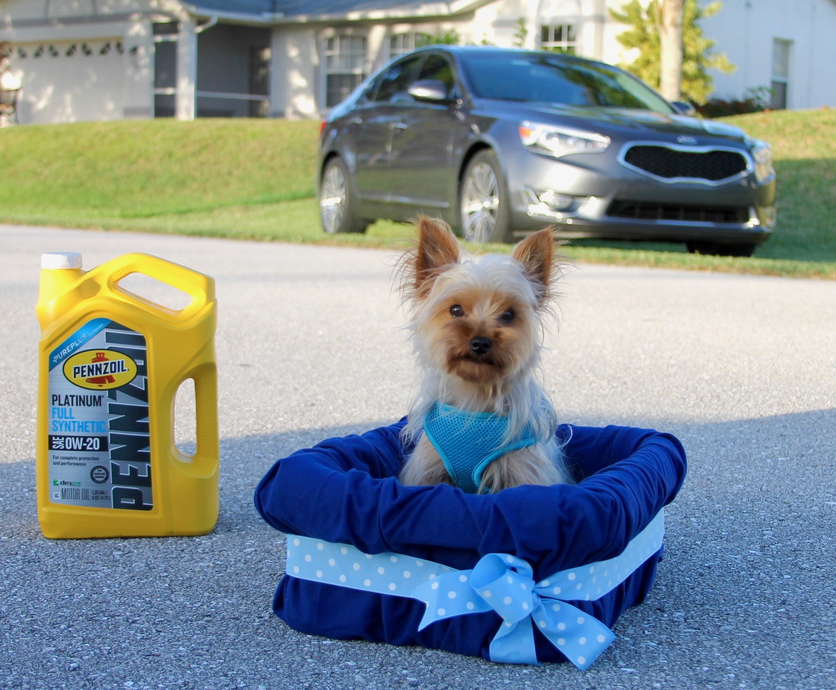 DIY Dog Booster Seat
 No Sew DIY Car Booster Seat For Your Dog Growing Up