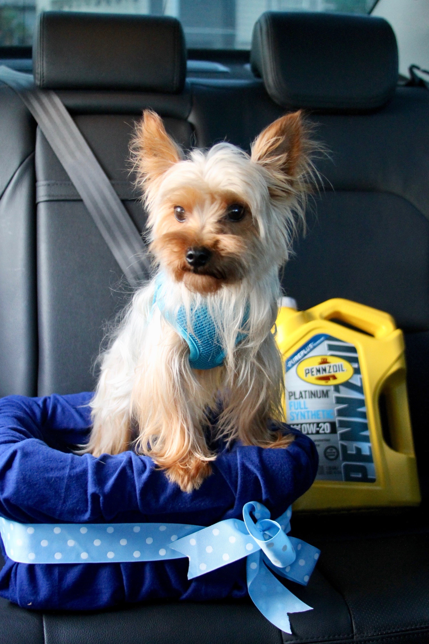 DIY Dog Booster Seat
 No Sew DIY Car Booster Seat For Your Dog Growing Up