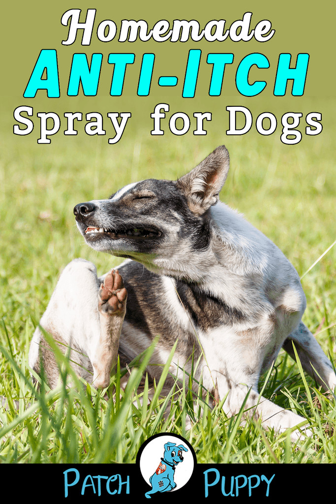 DIY Dog Spray
 Homemade Anti Itch Spray for Dogs Easy 3 Ingre nt Recipe