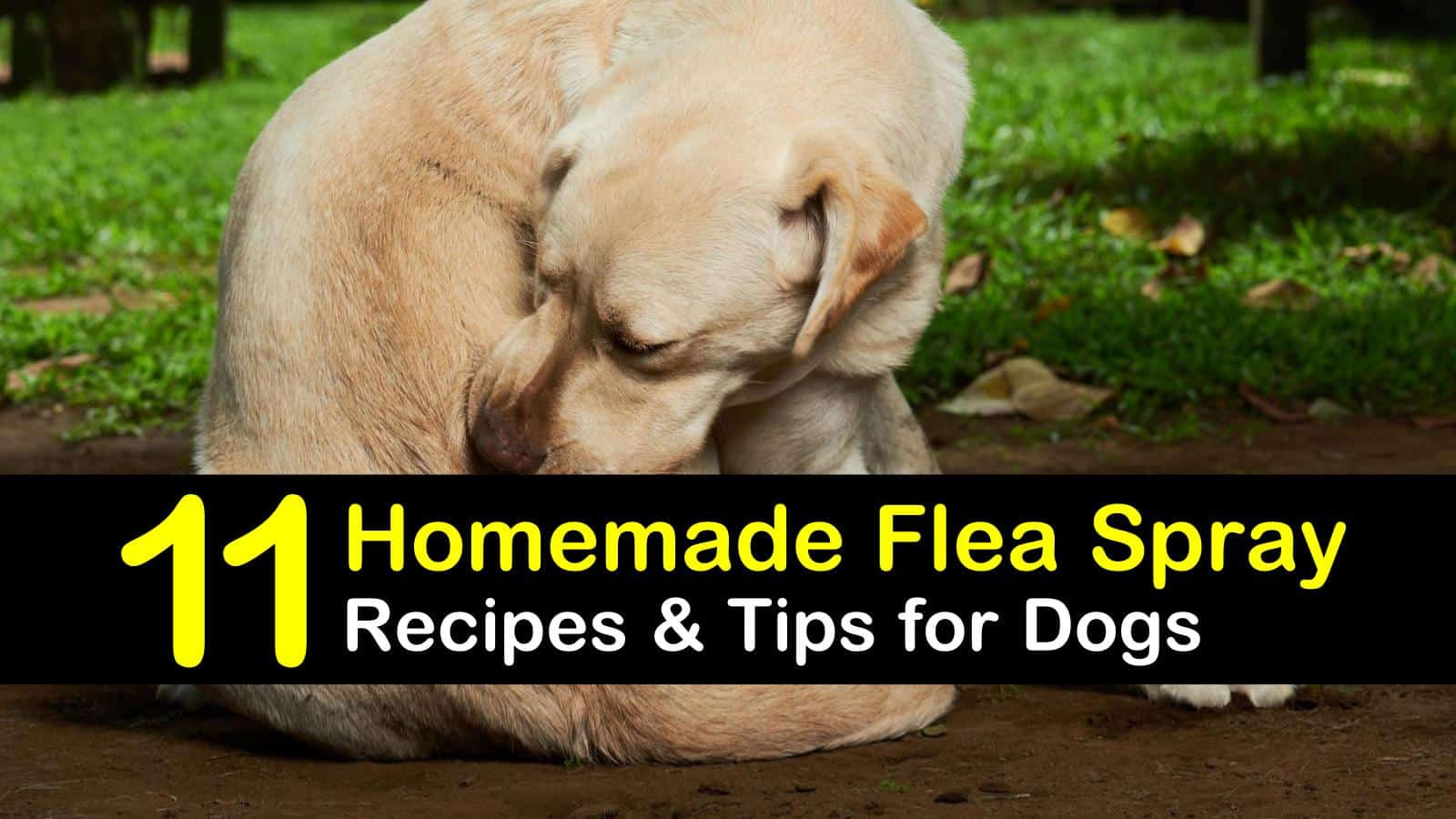 DIY Flea Treatment For Dogs
 Homemade Flea Spray Recipes for Dogs 11 Tips and Tricks