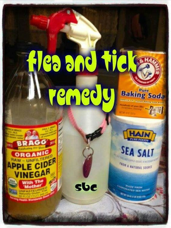 DIY Flea Treatment For Dogs
 DIY Flea Treatment VS Store Brand VS mon Fleas