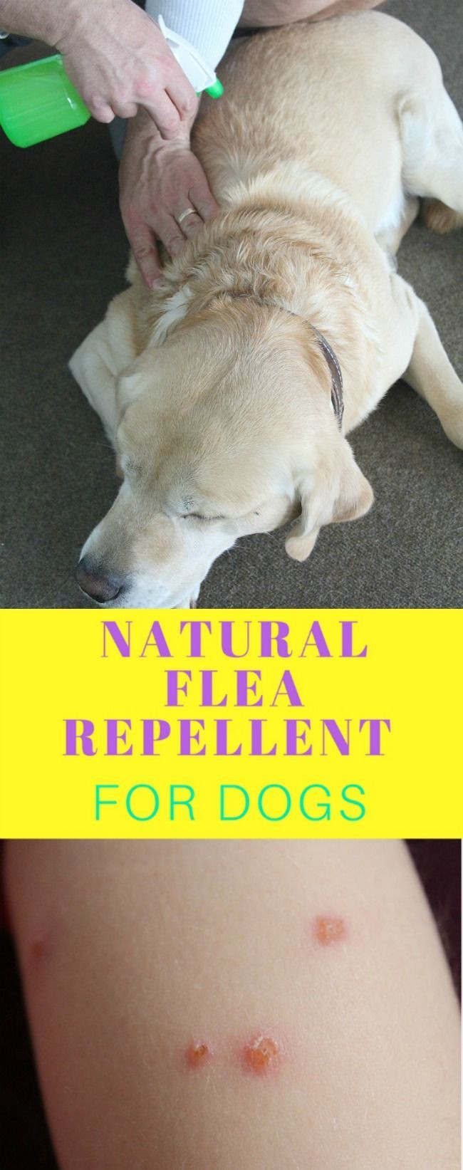 DIY Flea Treatment For Dogs
 DIY NATURAL FLEA REPELLENT FOR DOGS Get rid of fleas on