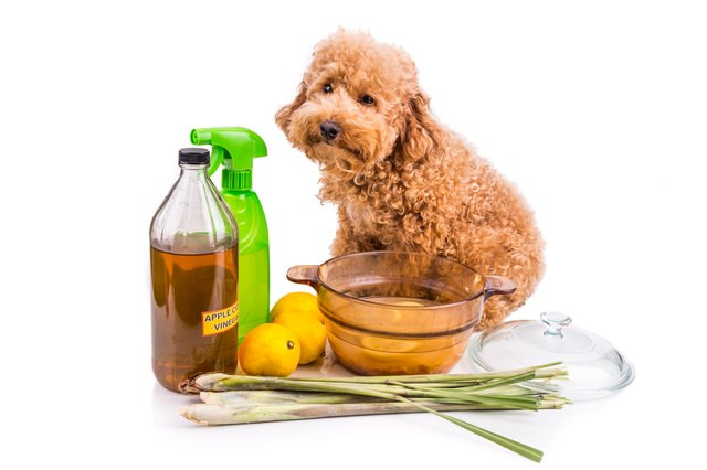 DIY Flea Treatment For Dogs
 Homemade Flea Treatment for Dogs