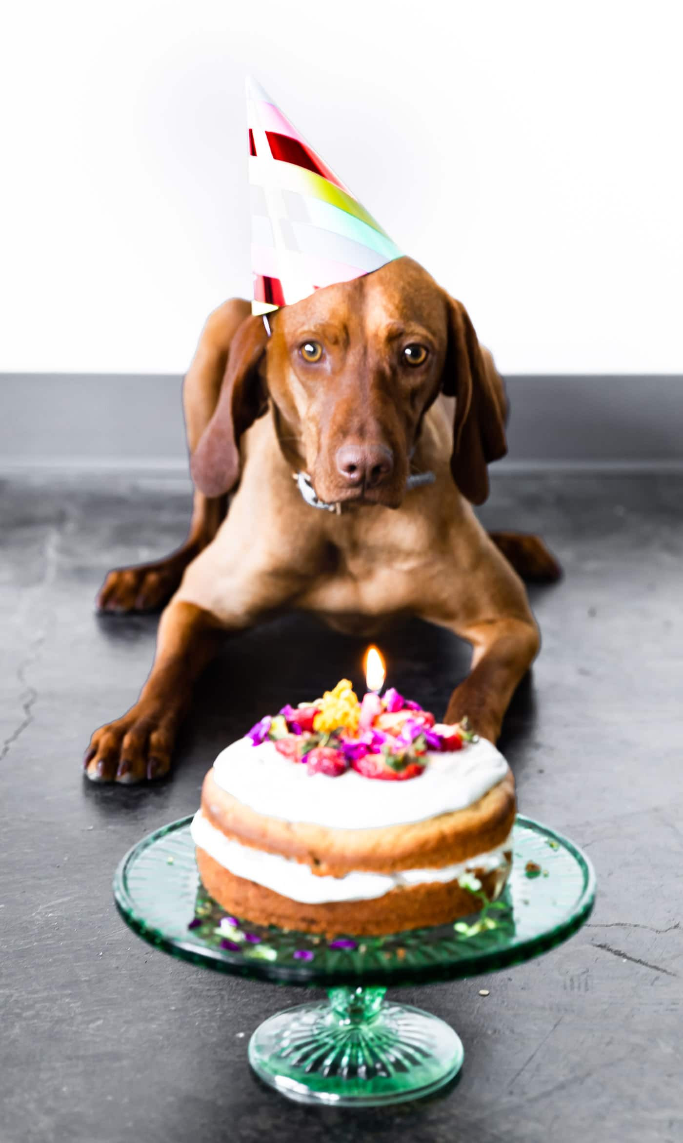 Dog Birthday Cakes
 Birthday Cake for Dogs Grain Free Recipe