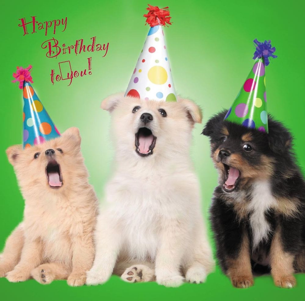 Dog Birthday Cards
 Birthday Cards Cute Dogs Puppies Perfect for Mum Sister