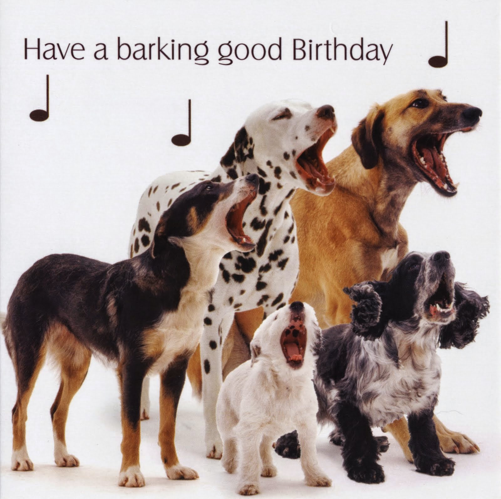 Dog Birthday Cards
 The big surprise a dog birthday cake