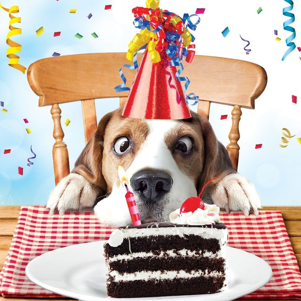 Dog Birthday Cards
 Beagle Luxury Glitter Funny Birthday Greeting Card Dog