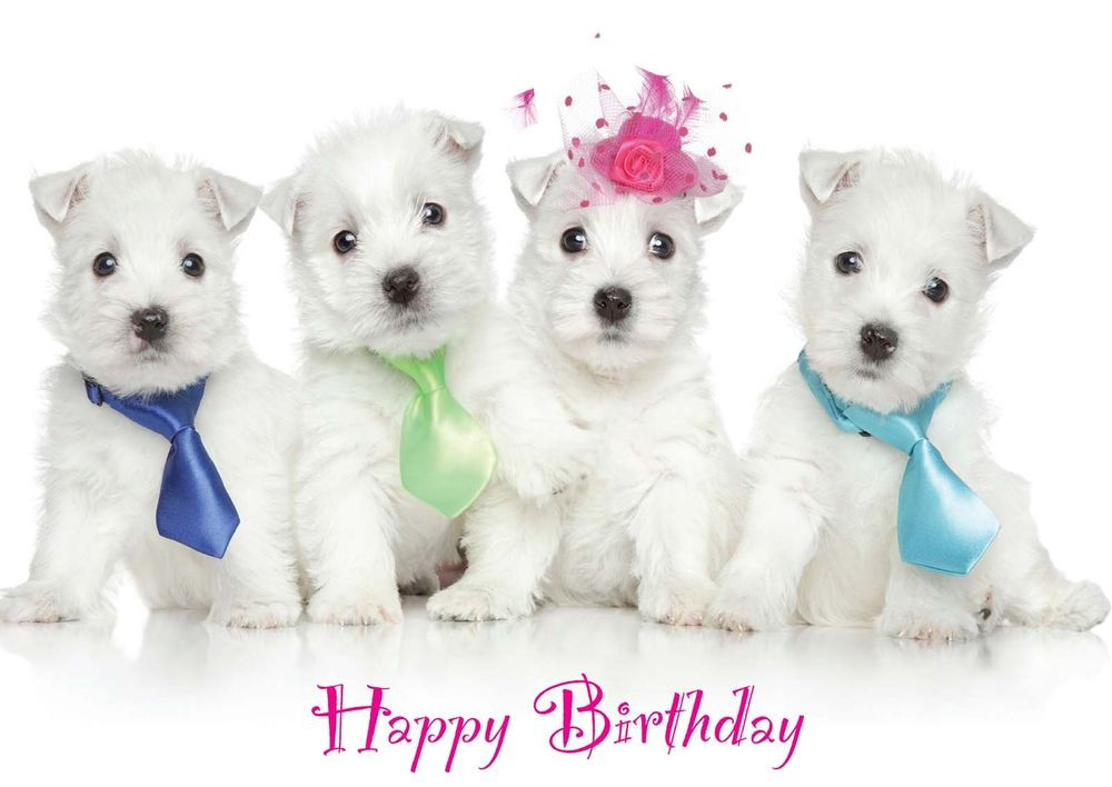 Dog Birthday Cards
 Birthday Card Westie "Party Pups" Dog Puppy Mum Sister